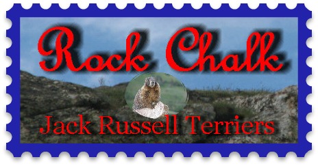 Welcome to Roch Chalk Jack Russell Terriers
